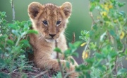Кадр к фильму Африканские кошки: Королевство смелых