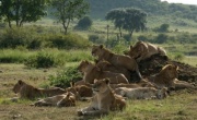 Кадр к фильму Африканские кошки: Королевство смелых