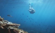 Кадр к фильму Открытое море: Новые жертвы