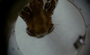 Кадр к фильму Во власти тигра