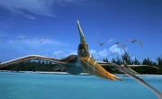 Кадр к фильму Чудища морей 3D. Доисторическое приключение