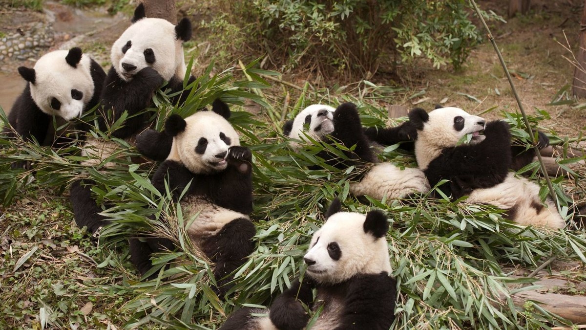Панды в дикой природе. Счастливая Панда.