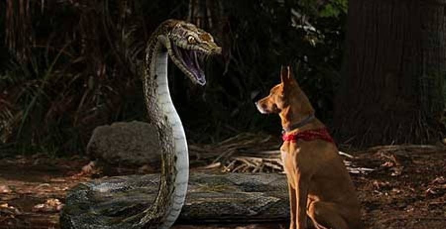 mega python vs. gatoroid torrent