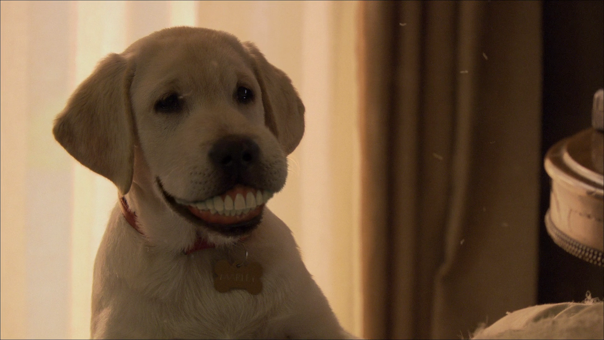 марли и я 2. марли и я 2 (2011). марли и я 2 (2011). собака поклон. лабрадор марли и я.