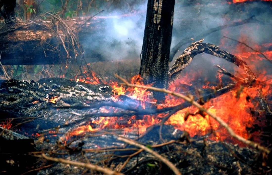 Burning the past. Огненный сезон. Огненный сезон (фильм). Огненный фильм 1989. Огнедышащий фильм.