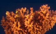 Кадр к фильму Чудеса океана 3D