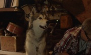 Кадр к фильму Тимбер — говорящая собака