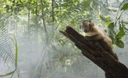 Кадр к фильму Амазония: Инструкция по выживанию