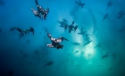 Кадр к фильму Живой океан 3D